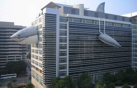 Discovery Channel – Shark Building