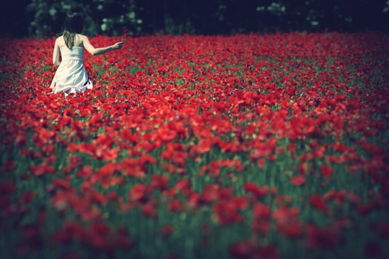 lorenzo-accardi-coquelicot lorenzo-accardi-coquelicot