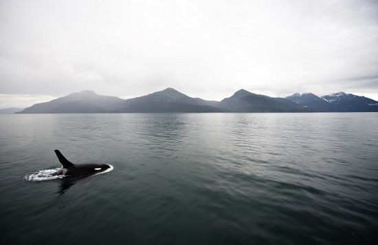 whale whale