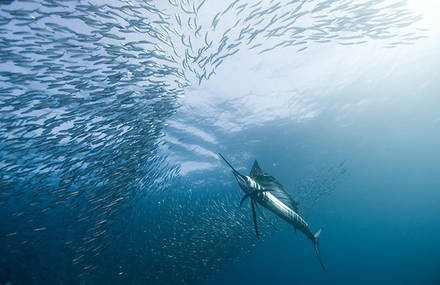 Best Underwater Photography 2010