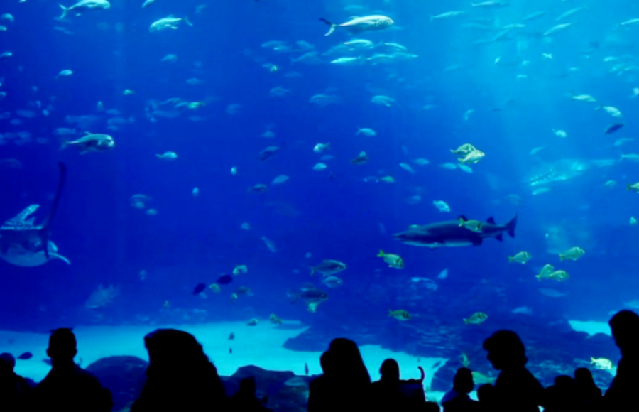 World’s Largest Aquarium