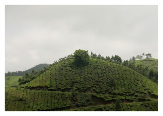 01_munnar_inde 01_munnar_inde