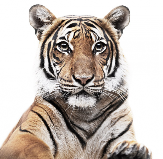 Jeune tigre du Bengale, 2009, Morten Koldby