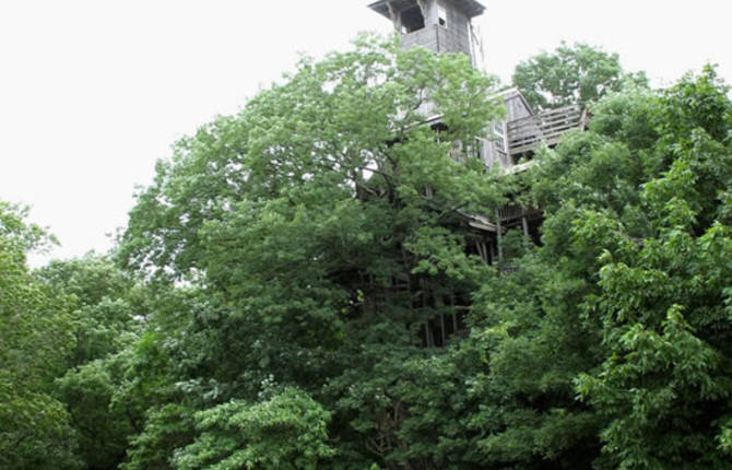 Big Tree House