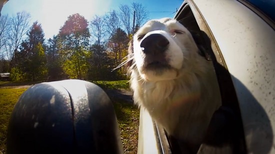 dogs-in-car1