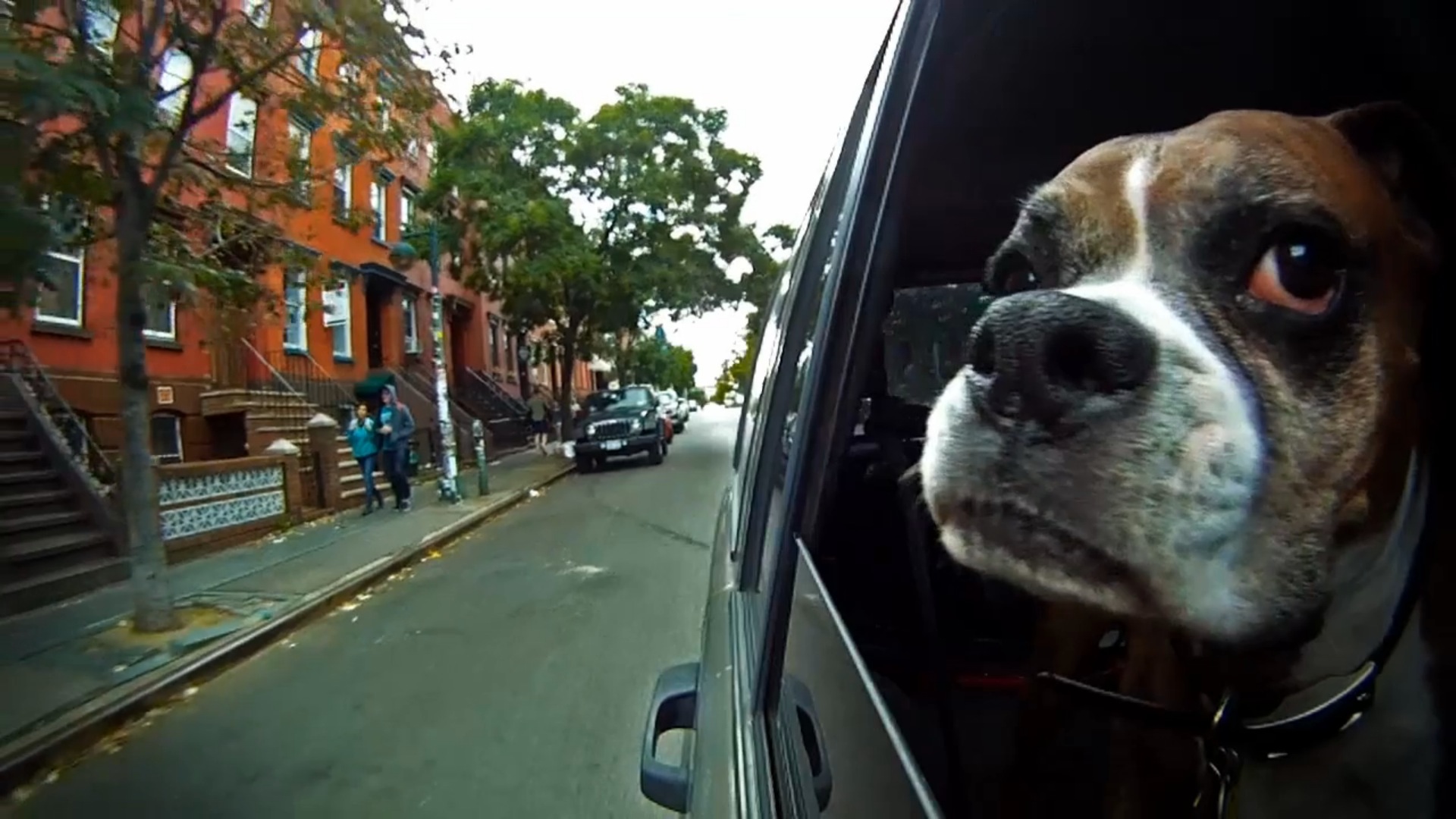 dogs-in-car2
