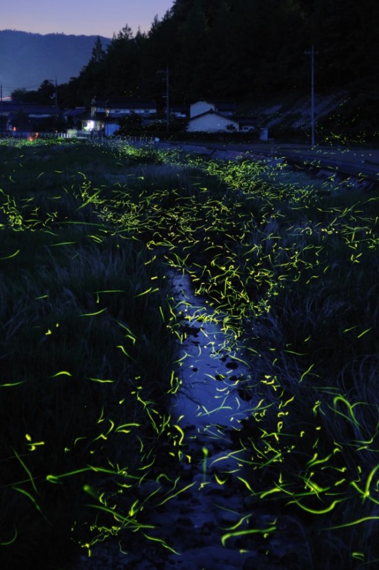 gold-fireflies2-550x827.jpg