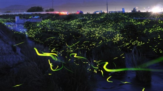 gold-fireflies3-550x308.jpg