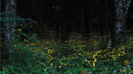 gold-fireflies4