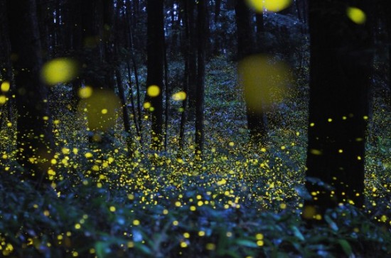 gold-fireflies6