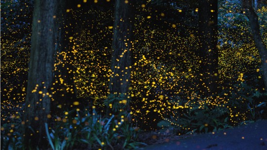 gold-fireflies8-550x309.jpg