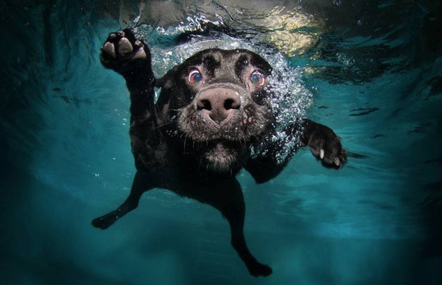Diving Dogs Photography