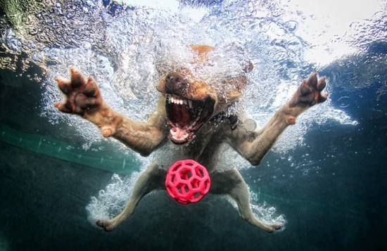 diving-dogs-photography11