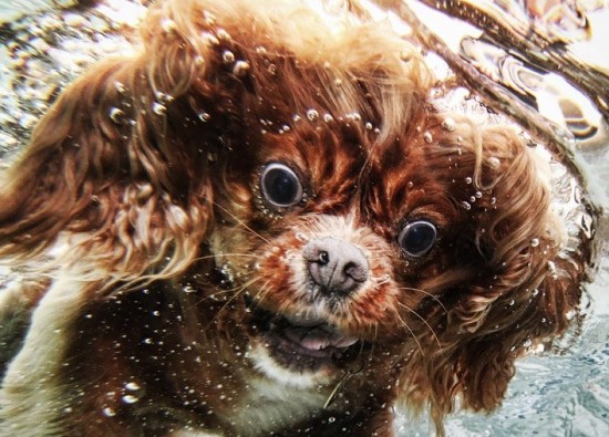 diving-dogs-photography2