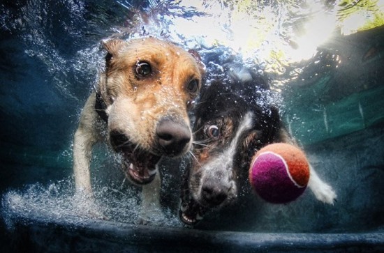 diving-dogs-photography4