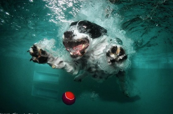 diving-dogs-photography5