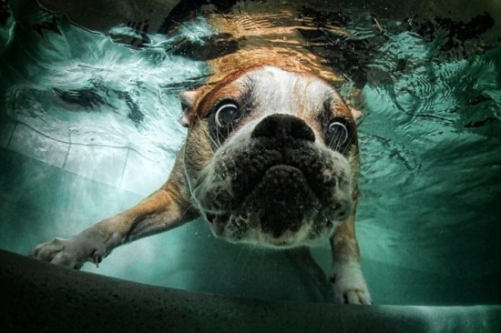 diving-dogs-photography7