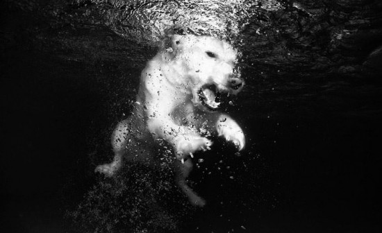 diving-dogs-photography8