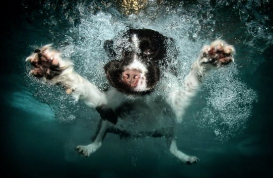 diving-dogs-photography9