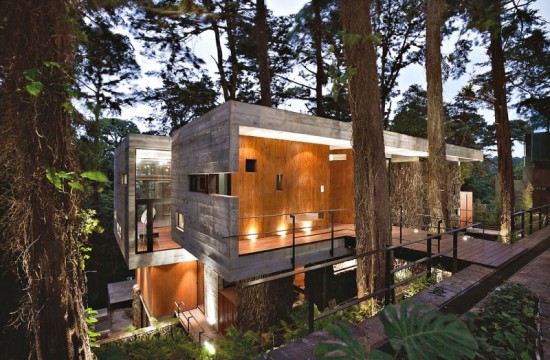 tree-corallo-house12