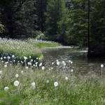 Bruce Munro Lights1