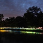 Bruce Munro Lights13