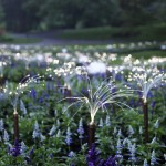 Bruce Munro Lights2