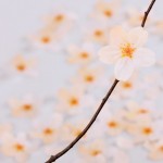 cherry blossom memo stickers