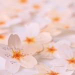 cherry blossom memo stickers3