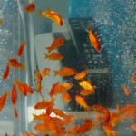 Fish Tank Phone6