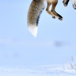 2012 Wildlife Photography10