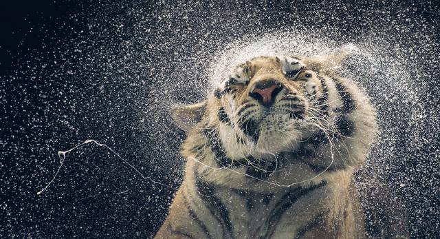 MORE THAN HUMAN | Tim Flach – Feel Desain | your daily dose of MORE THAN HUMAN | Tim Flach – Feel Desain | your daily dose of