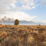 Wyoming Wildscapes