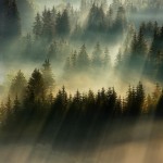 Fog Landscapes7