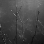 Swimmer2
