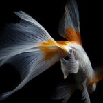 Life Fish Photography10