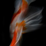 Life Fish Photography7