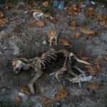 Puppy stands by remains of dog local residents said was its mother in area burnt in violence at East Pikesake ward in Kyaukphyu