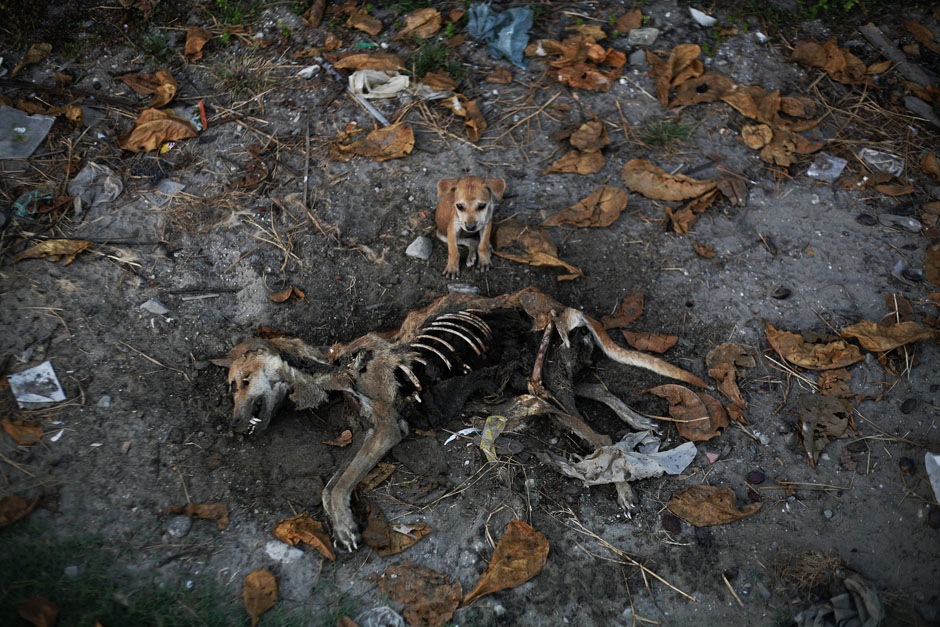 Puppy stands by remains of dog local residents said was its mother in area burnt in violence at East Pikesake ward in Kyaukphyu