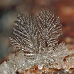 Snowflakes Macro Photography8