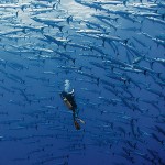 Underwater Scenes