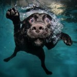 diving-dogs-photography