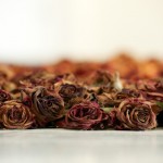 Life and Death of 10 000 Roses