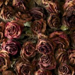 Life and Death of 10 000 Roses4