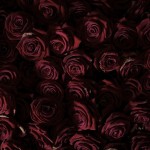 Life and Death of 10 000 Roses5