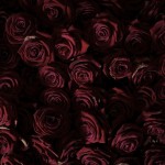 Life and Death of 10 000 Roses5
