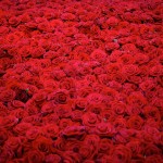 Life and Death of 10 000 Roses7