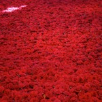Life and Death of 10 000 Roses8