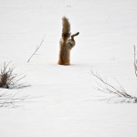 Red-Fox-catching-mouse-under-snow-640