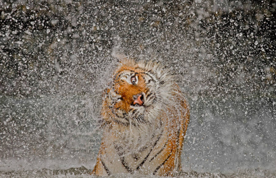 National Geographic 2012 Photos of the Year